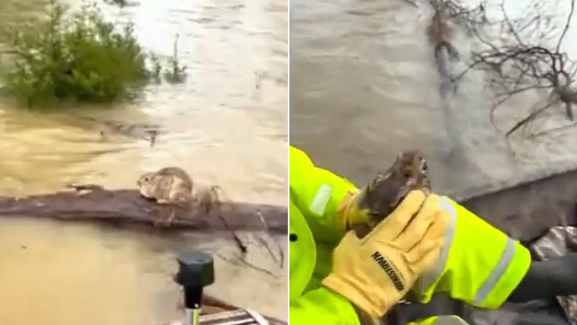rabbit stuck on log