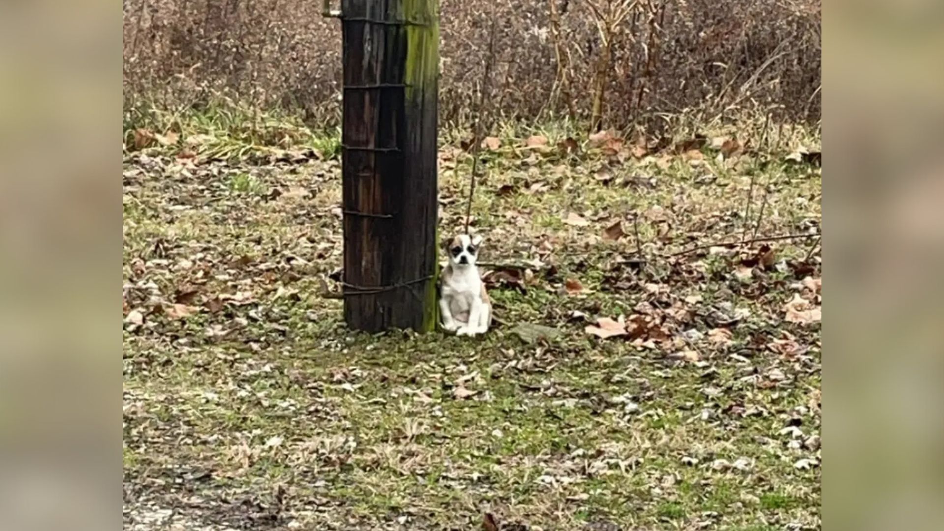 tied dog to a tree