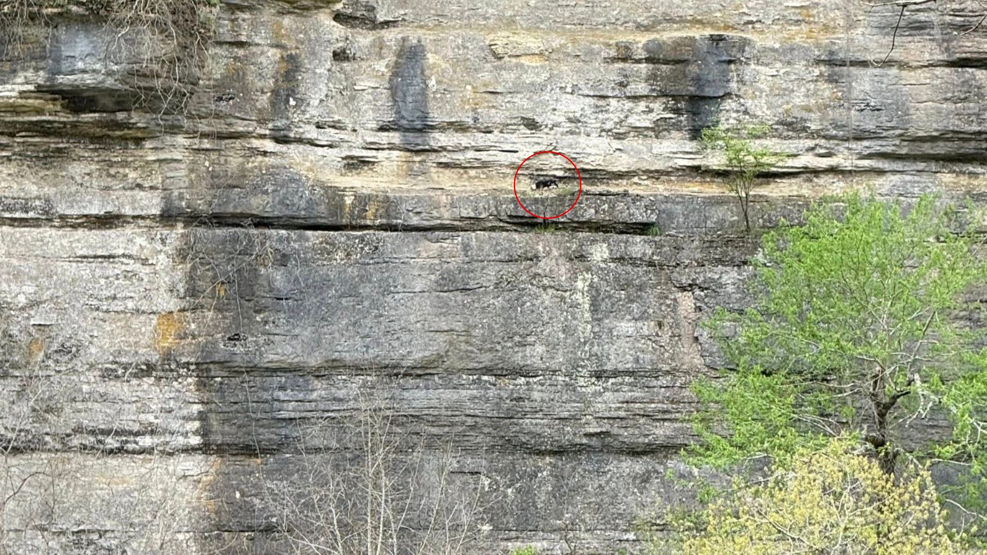 dog on a cliff