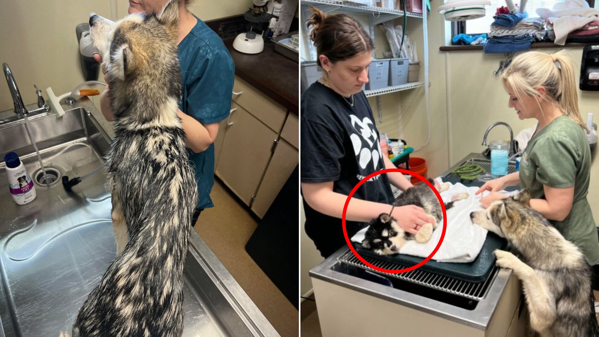 dog at vets