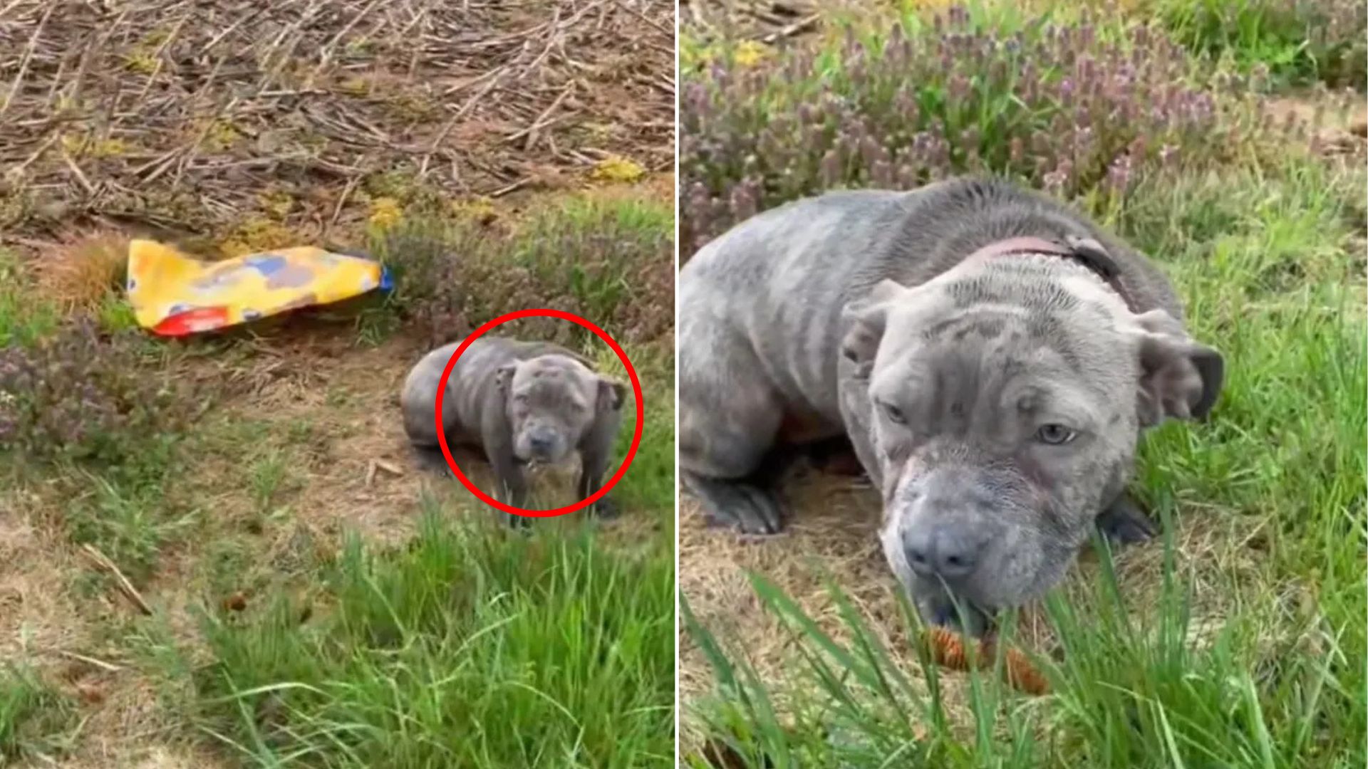 abandoned dog near road