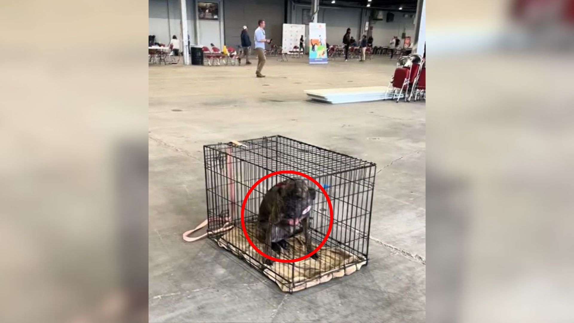 dog in cage