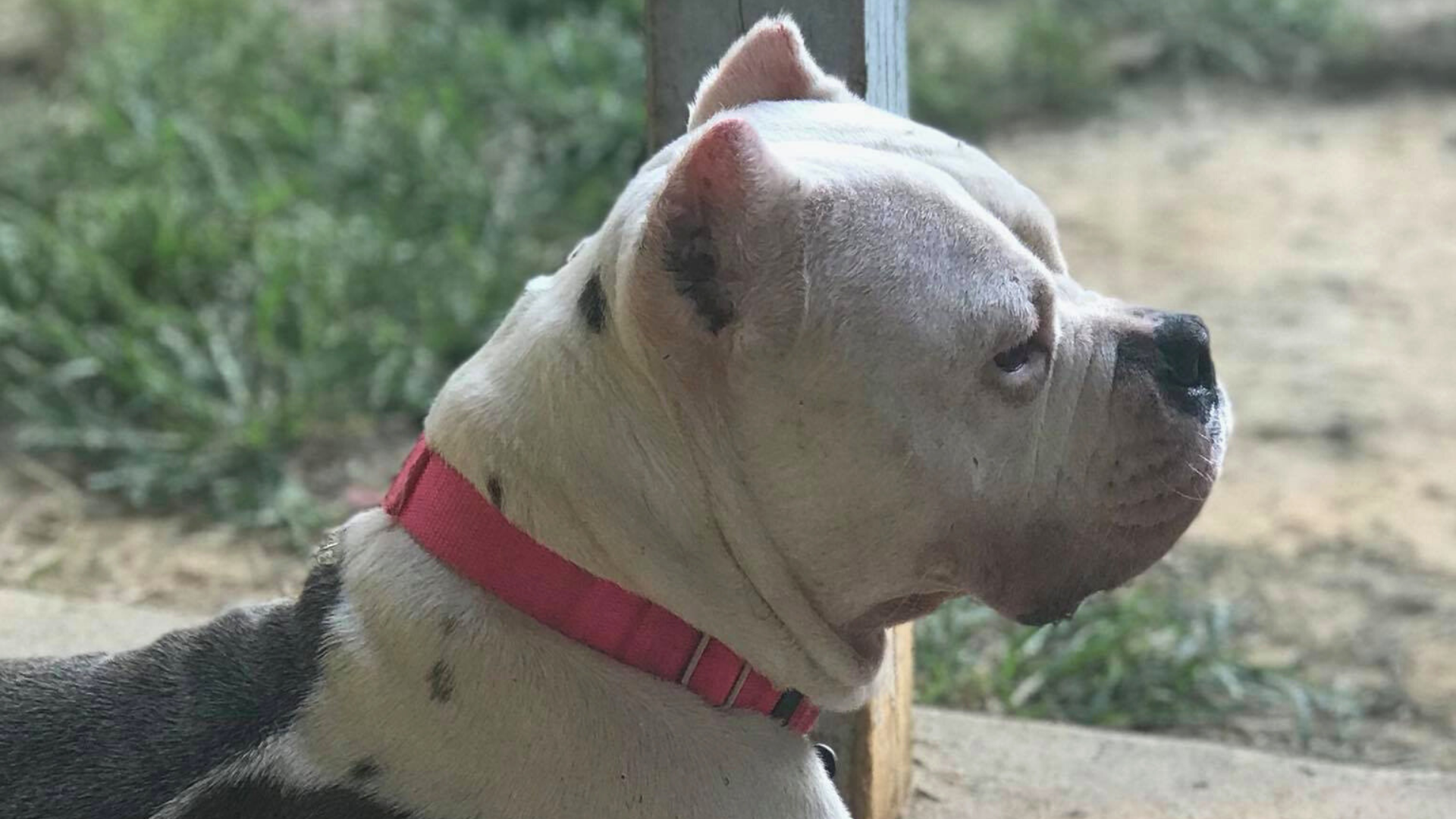 sad dog looking out of window