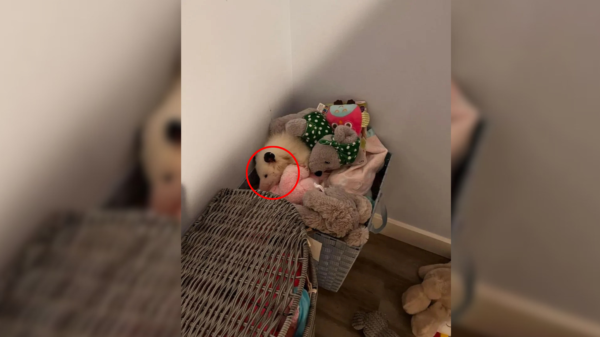opossum hiding among plush toys