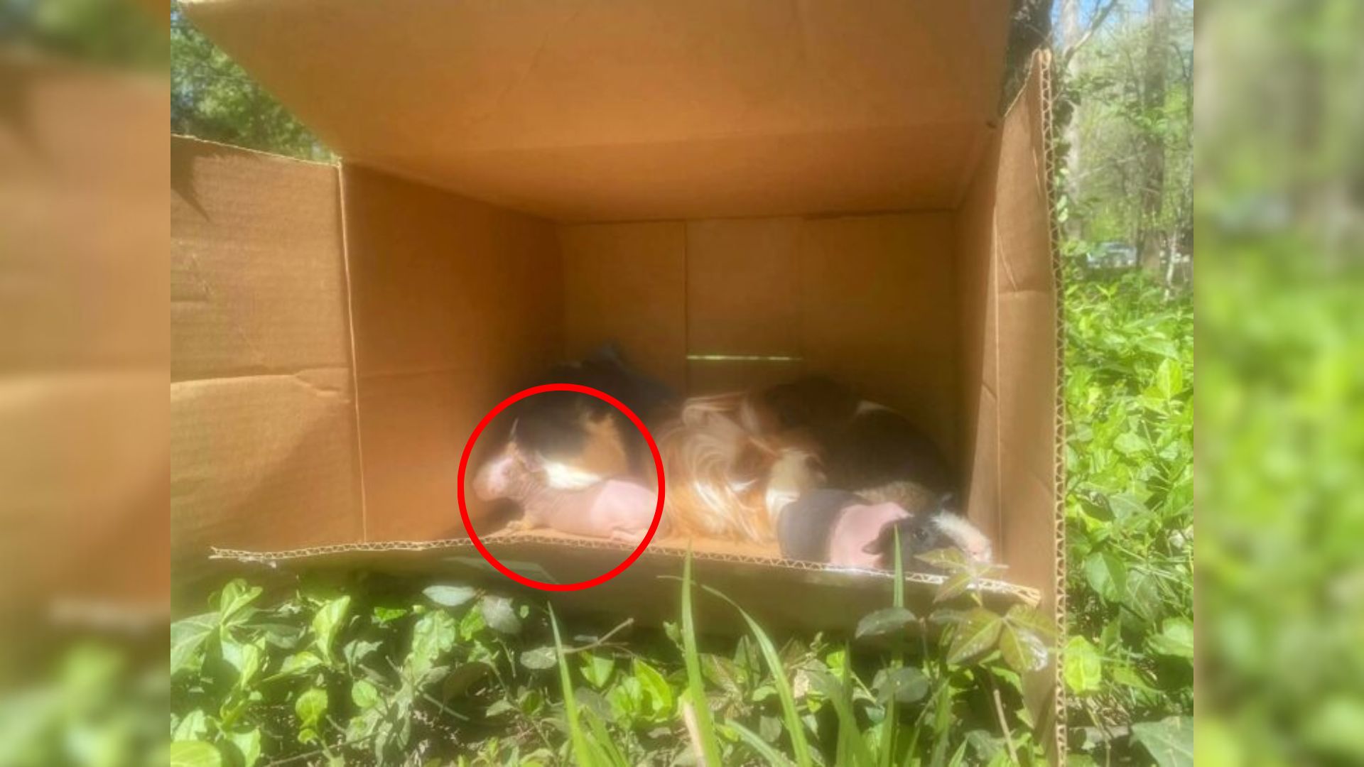 puppy in cardboard box