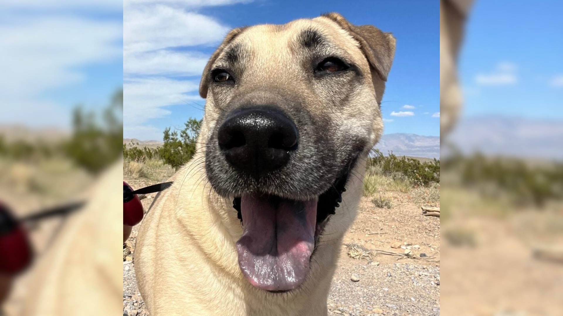 smiling dog outdoors