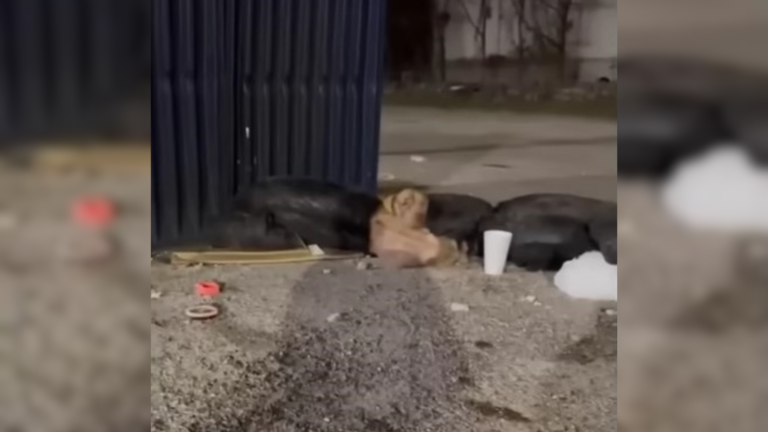 stray dog near trash