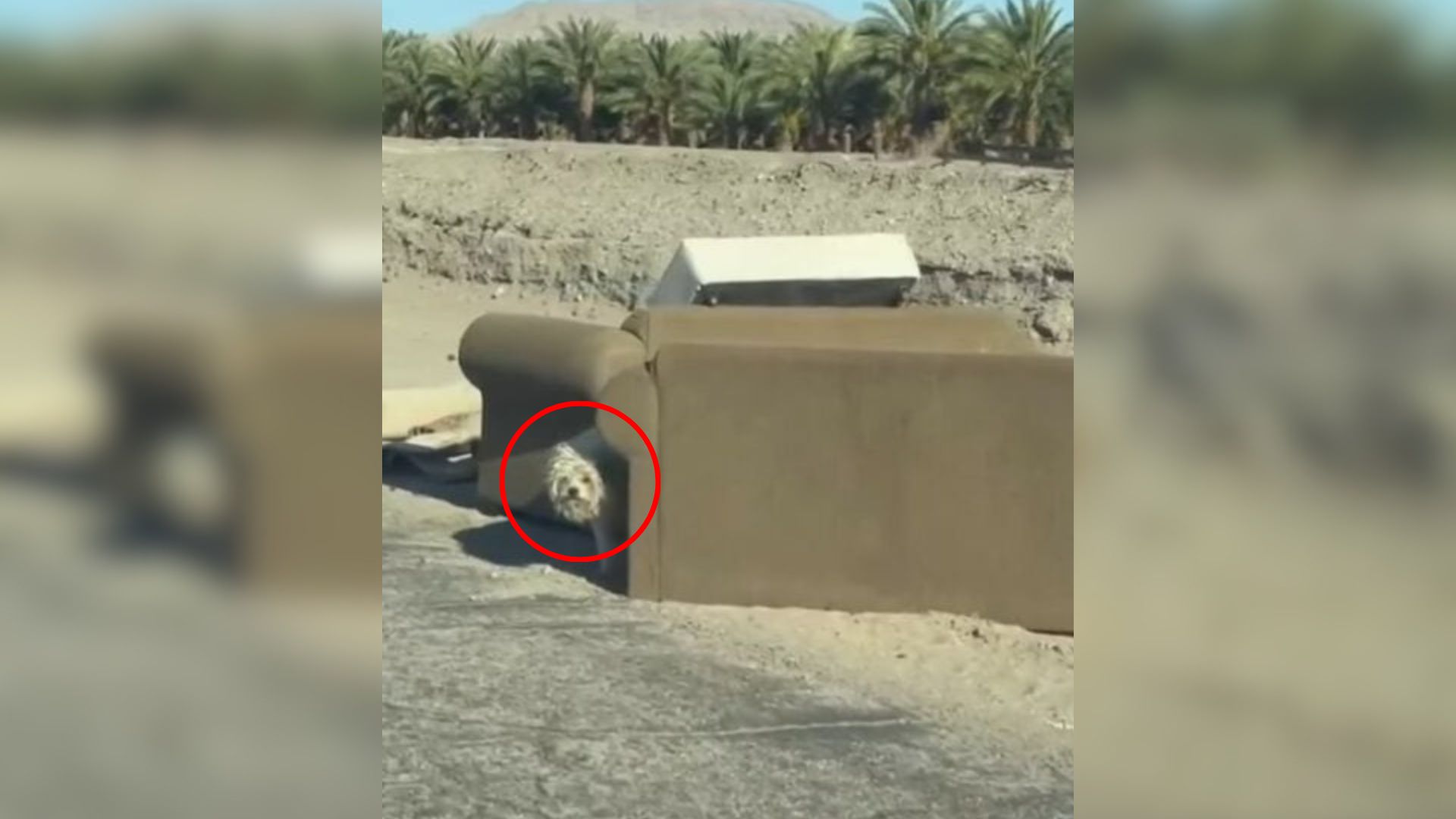 dog near abandoned couch