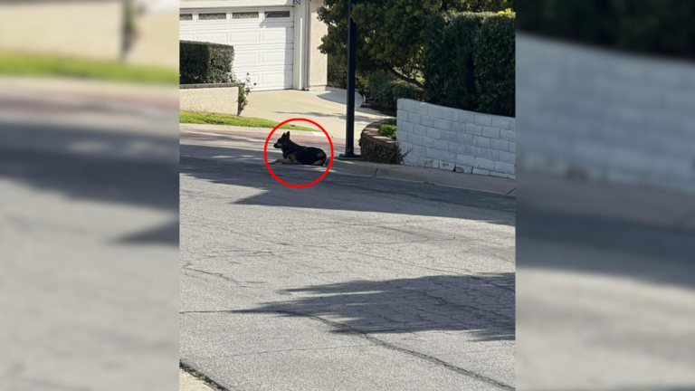 dog lying on street