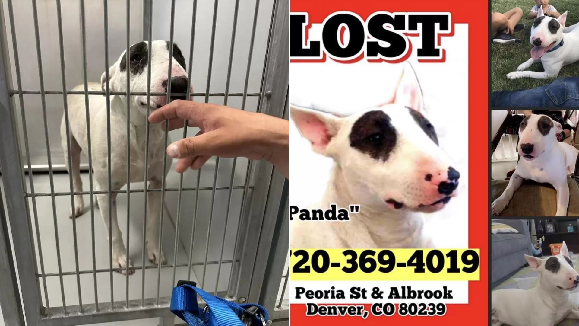 dog in shelter