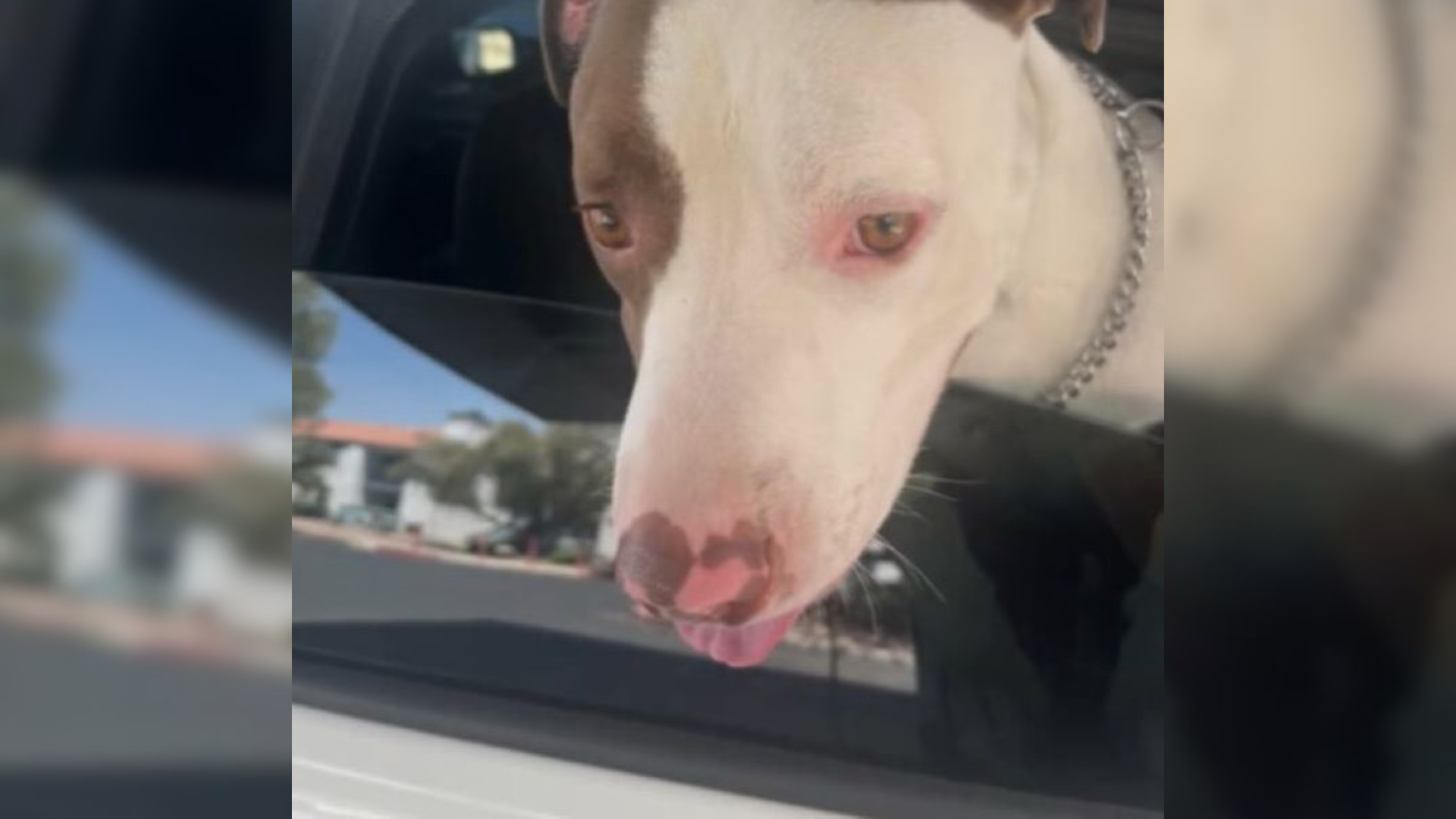 dog looking out car window