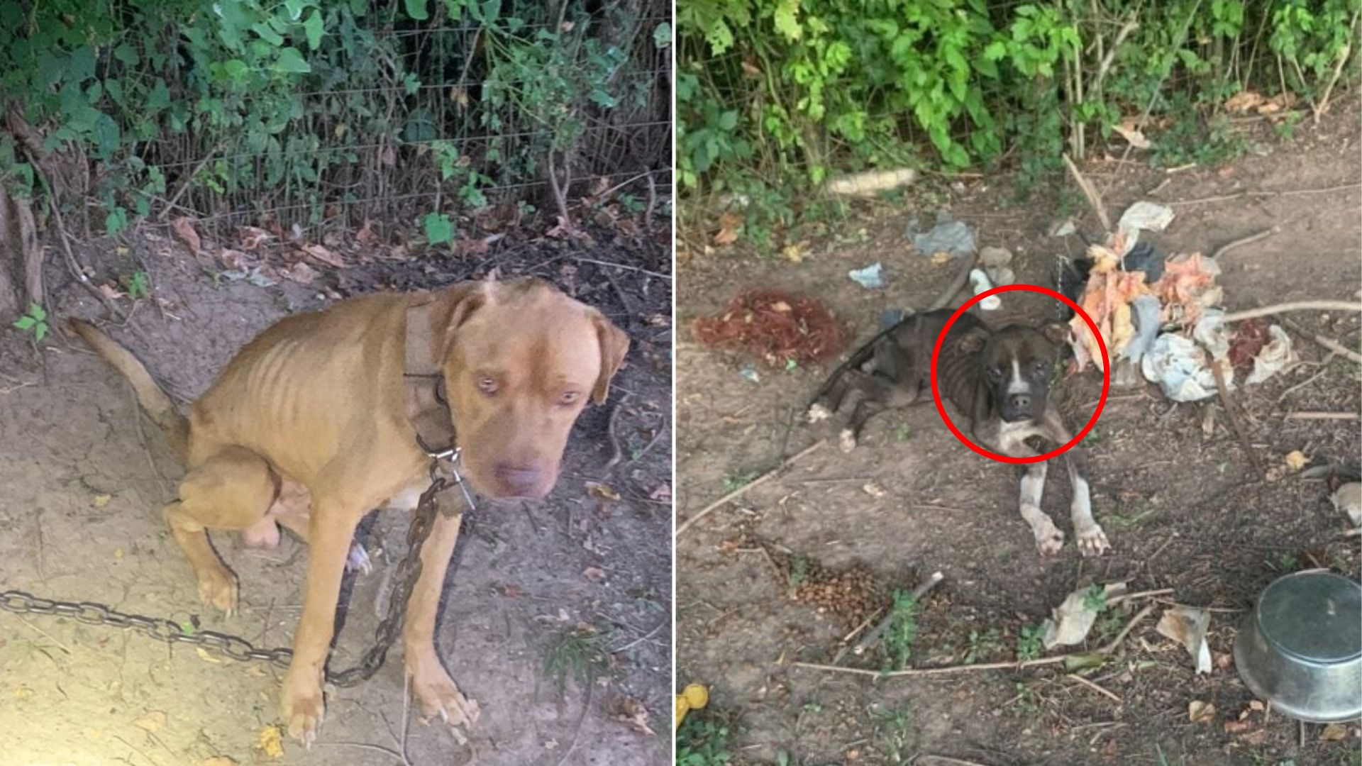 two pit bulls