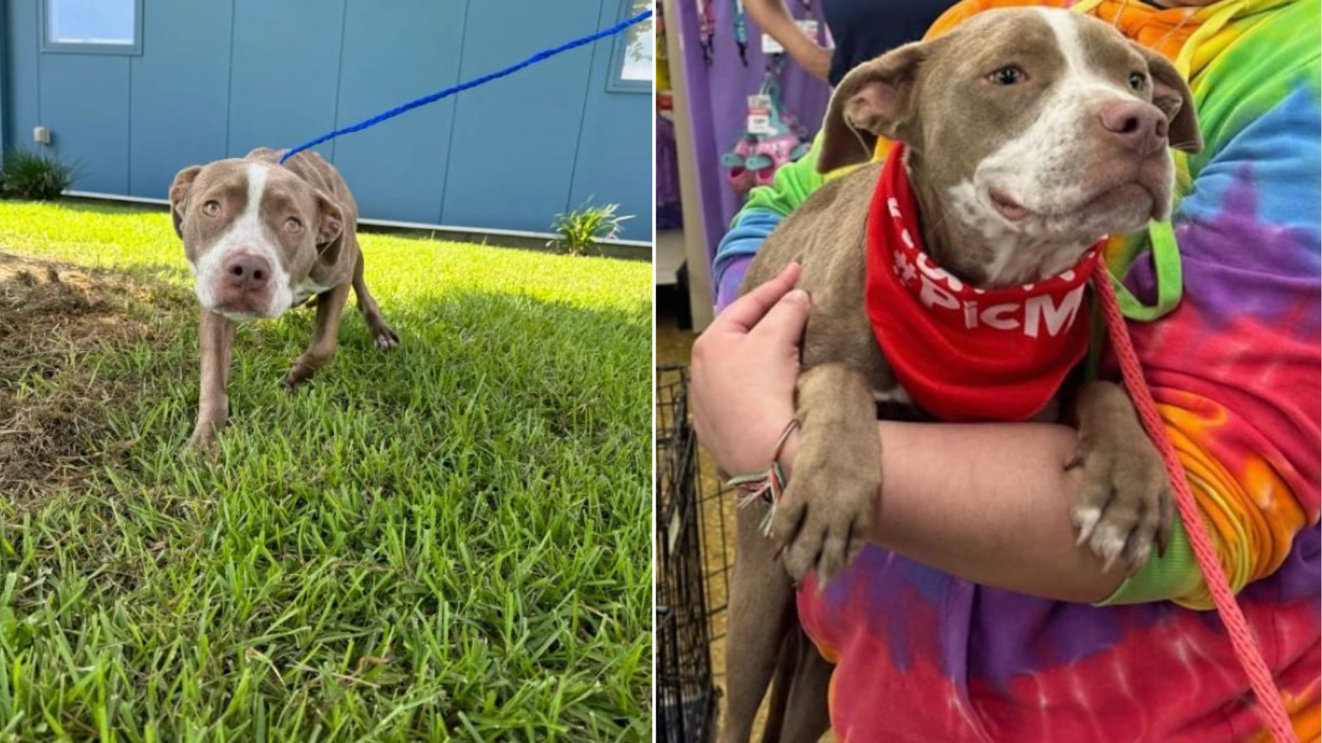 adorable senior dog