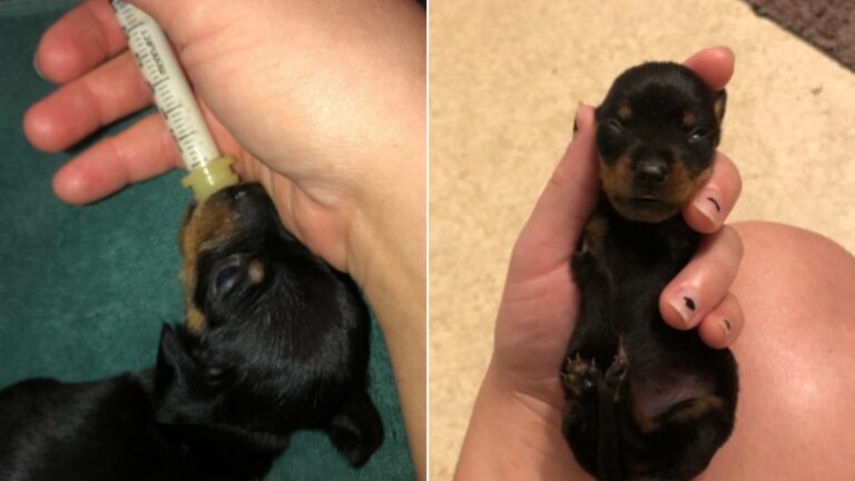 tiny puppy with two legs