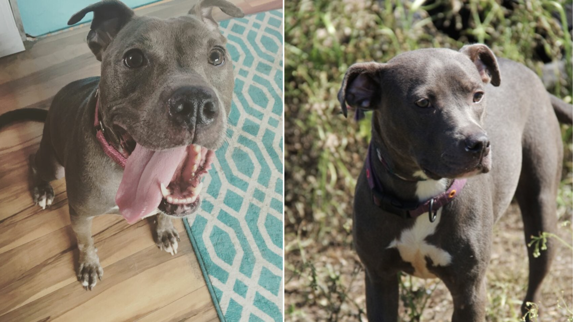 cute gray dog