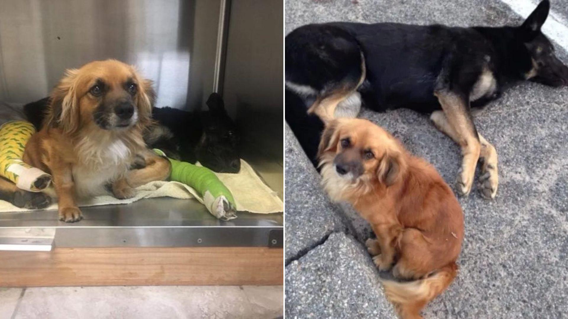 two sweet dogs