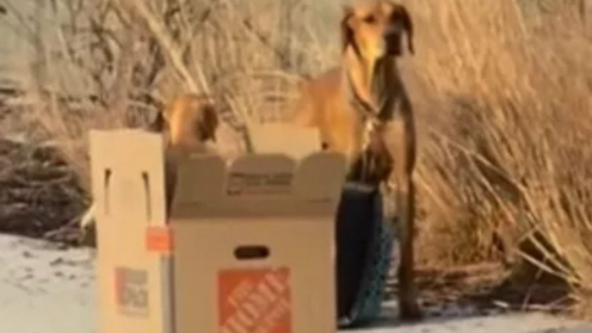 dog and cardboard box