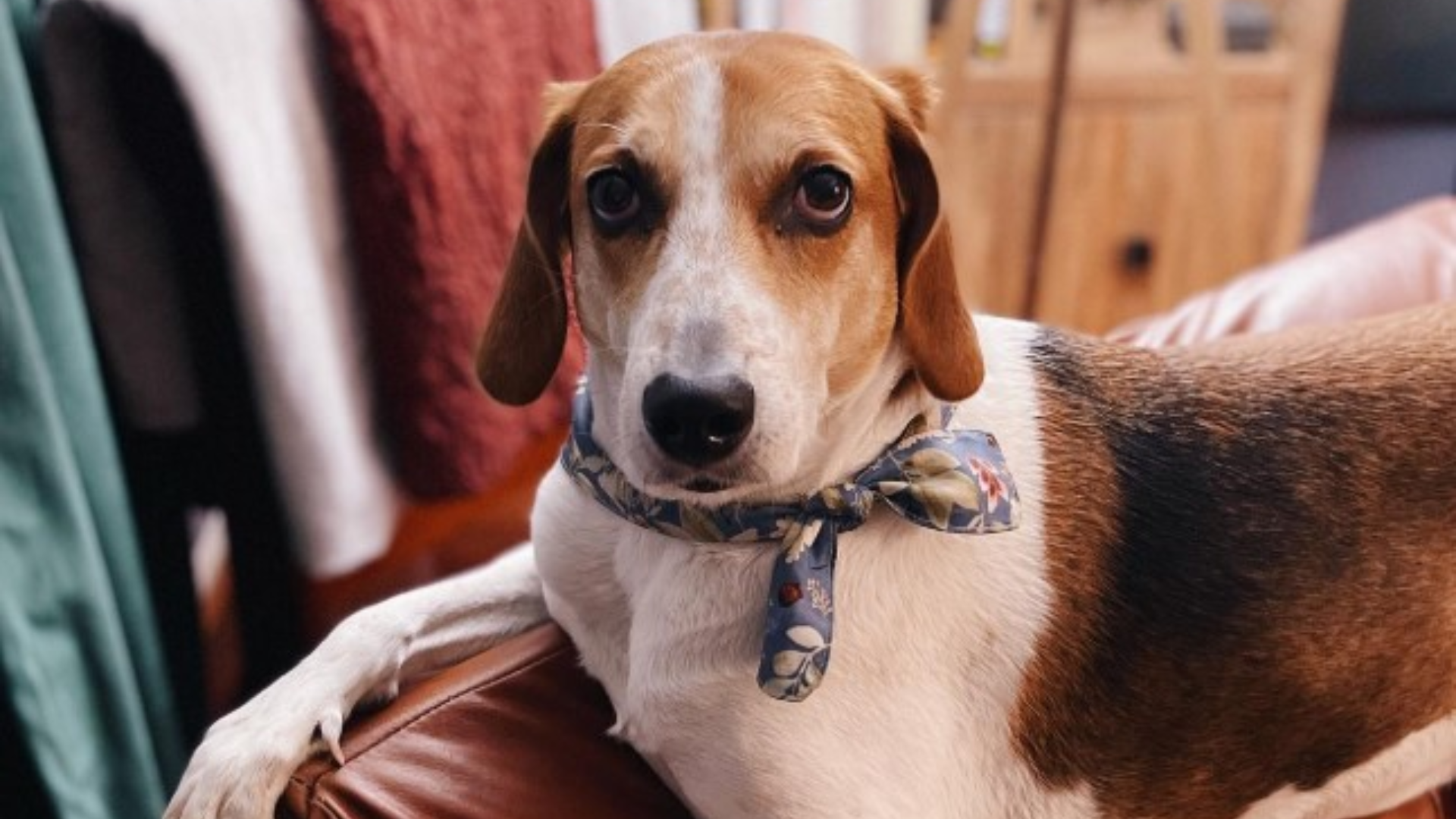 dog with scarf around neck
