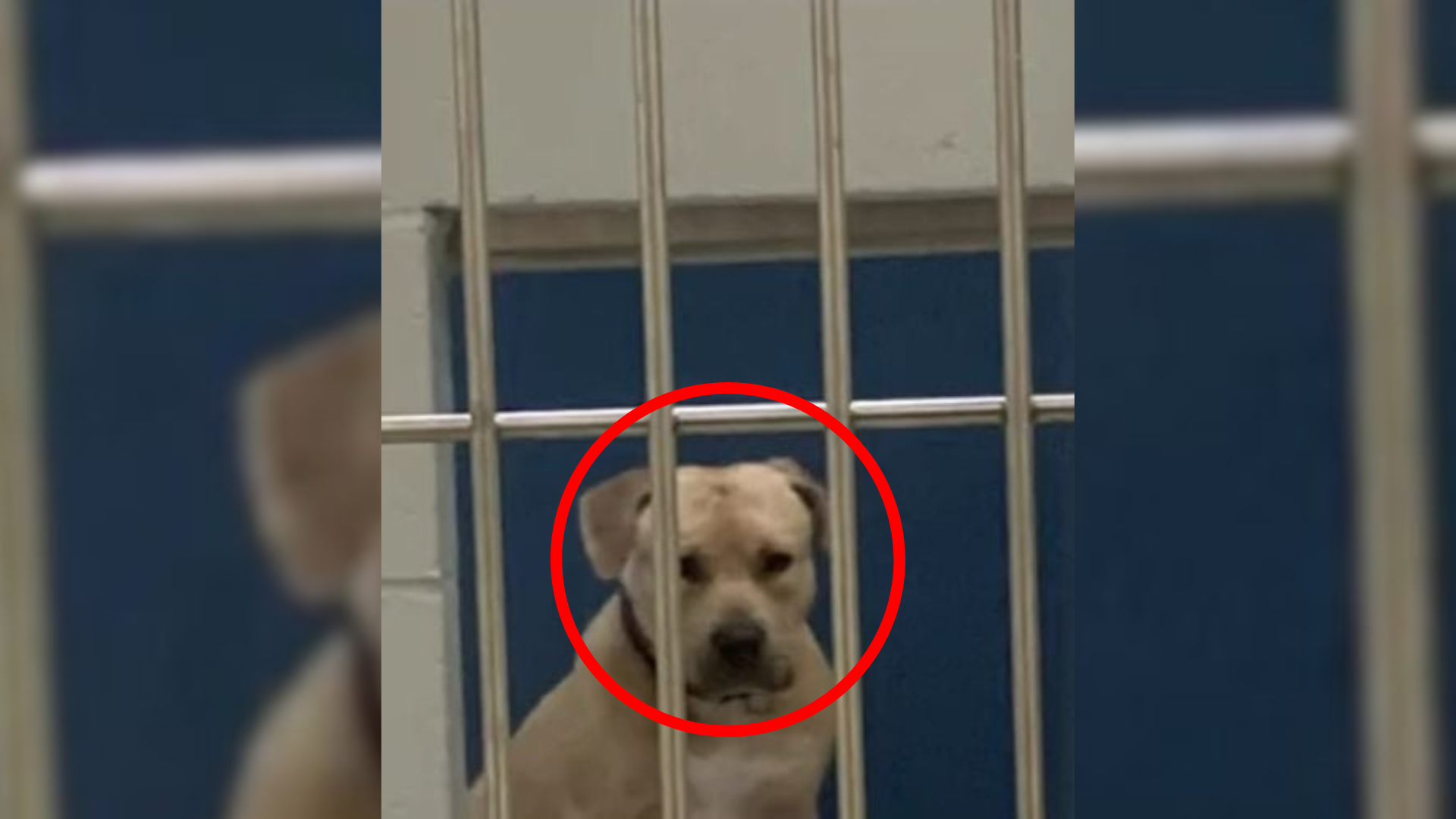 dog hiding in kennel