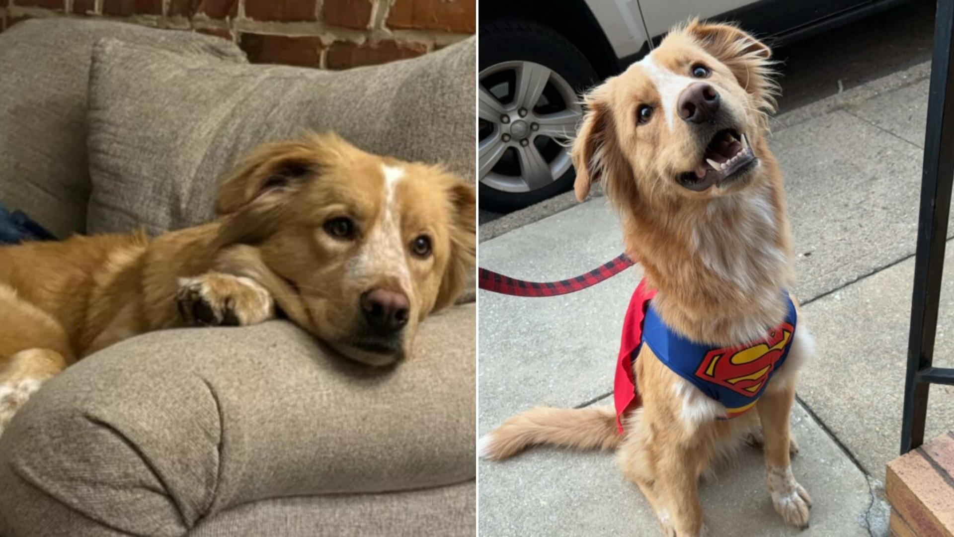 dog in superman outfit