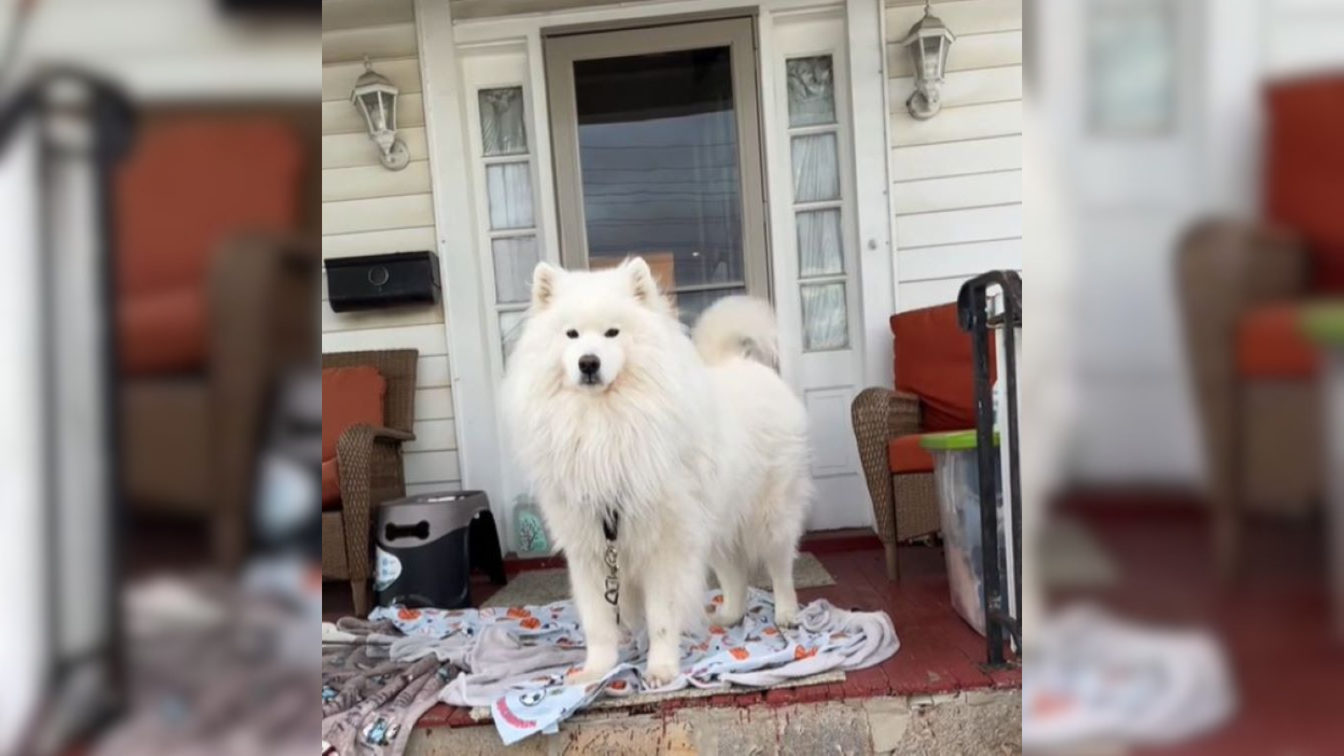 majestic white dog