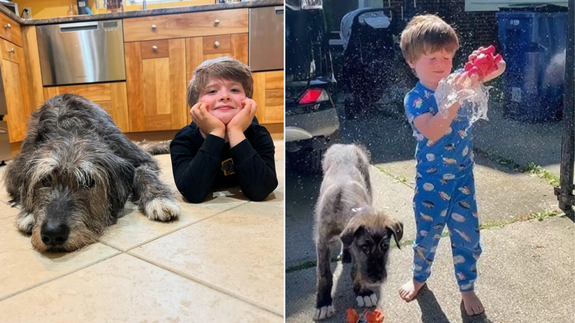dog and boy