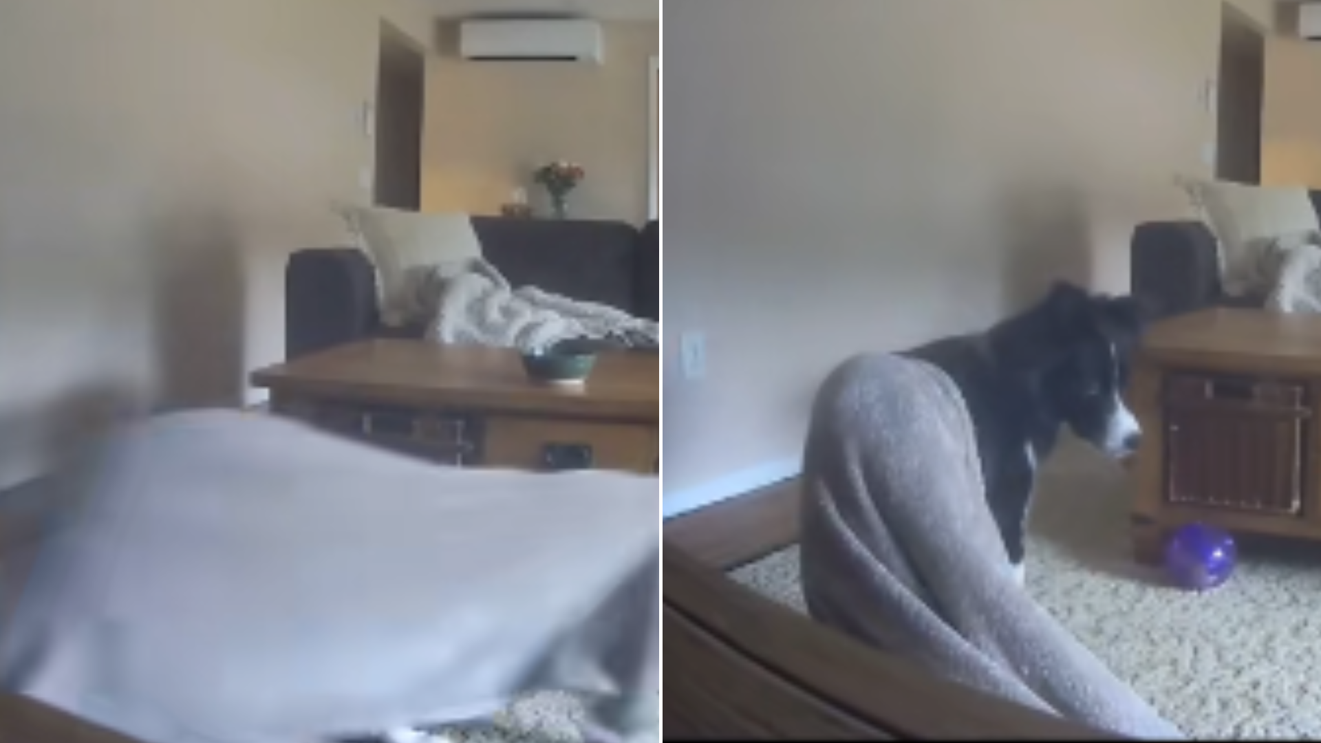 dog fighting blanket