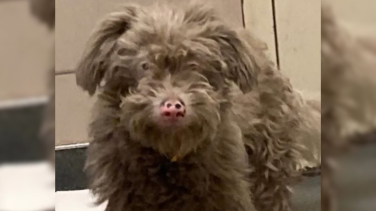 matted dusty dog