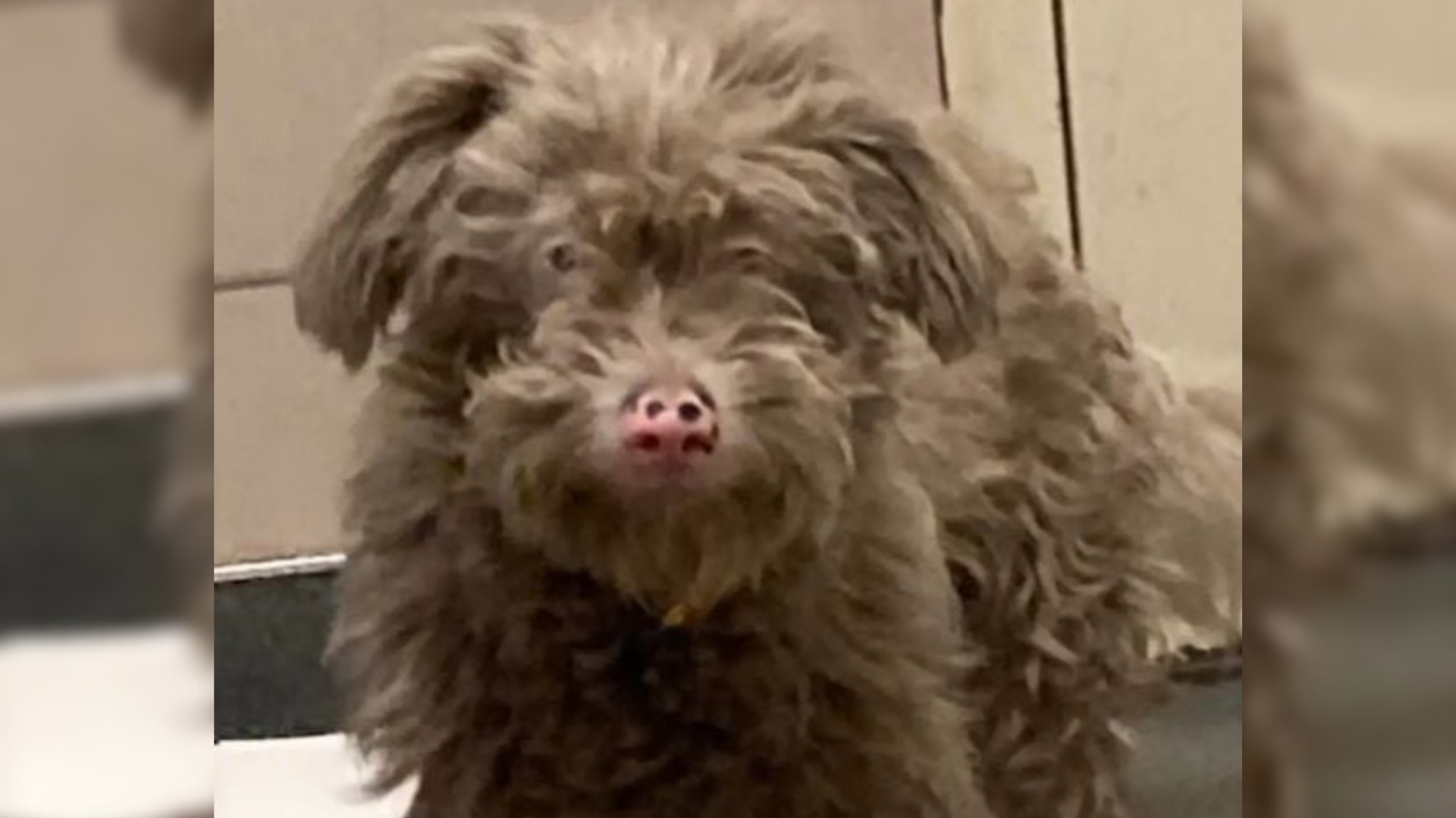 matted dusty dog