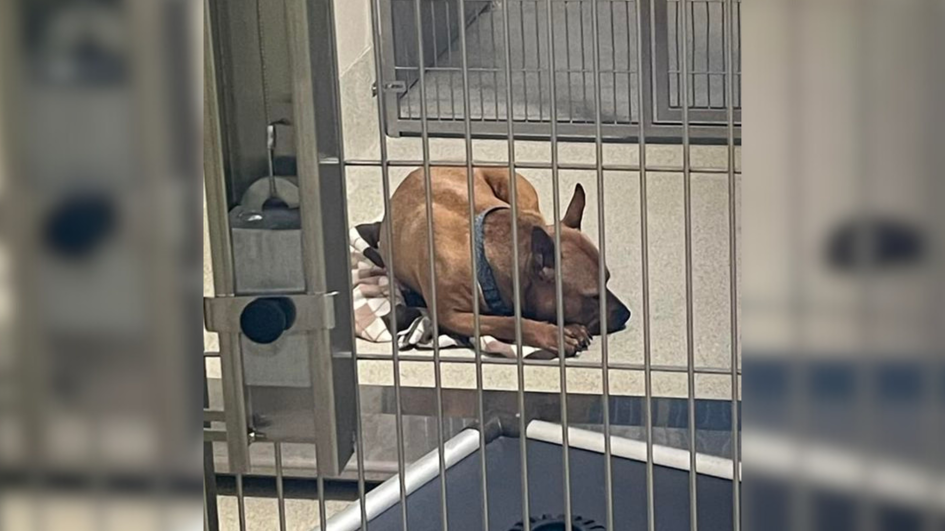 dog lying on shelter floor
