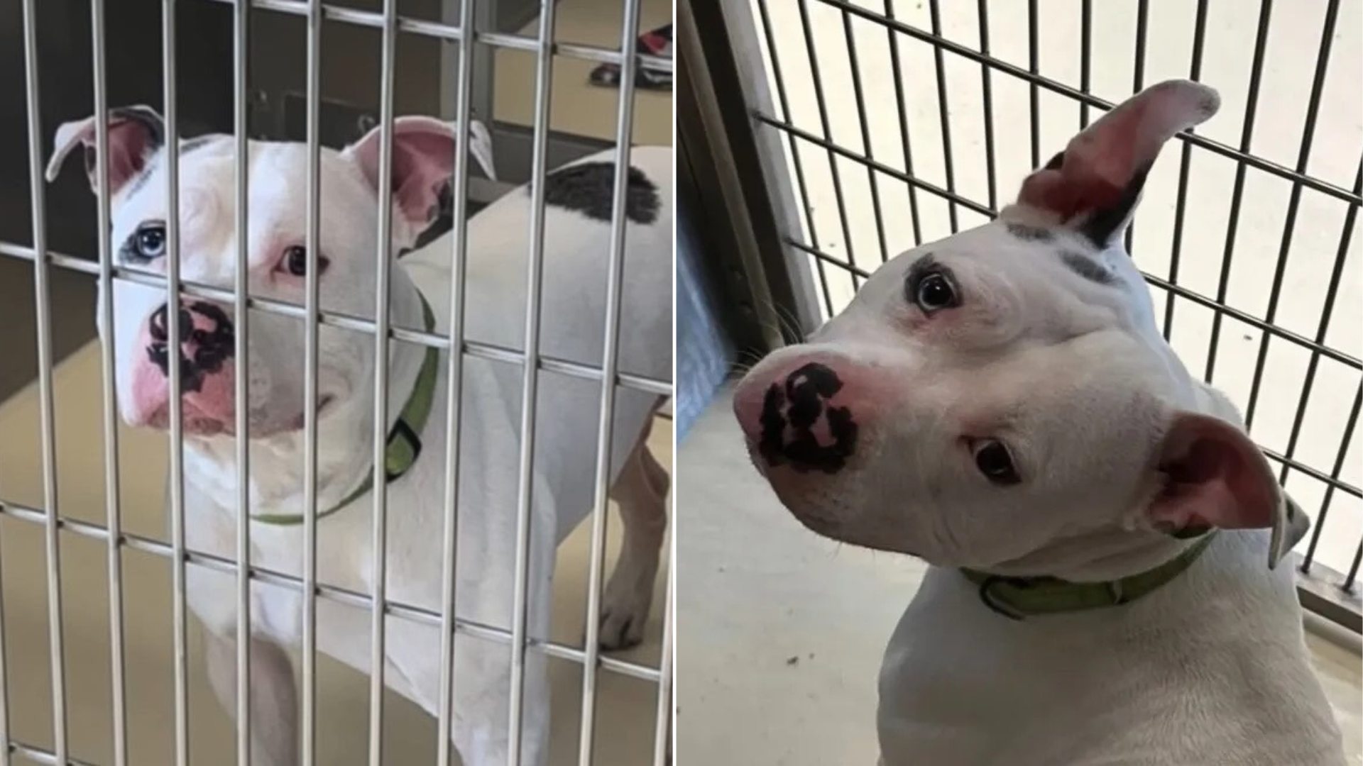 shelter dog in cage