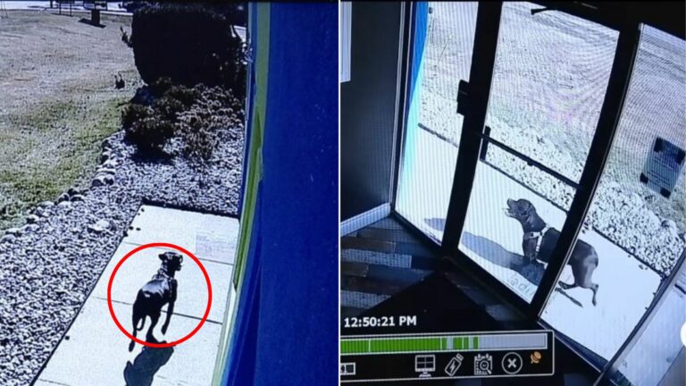 dog on camera