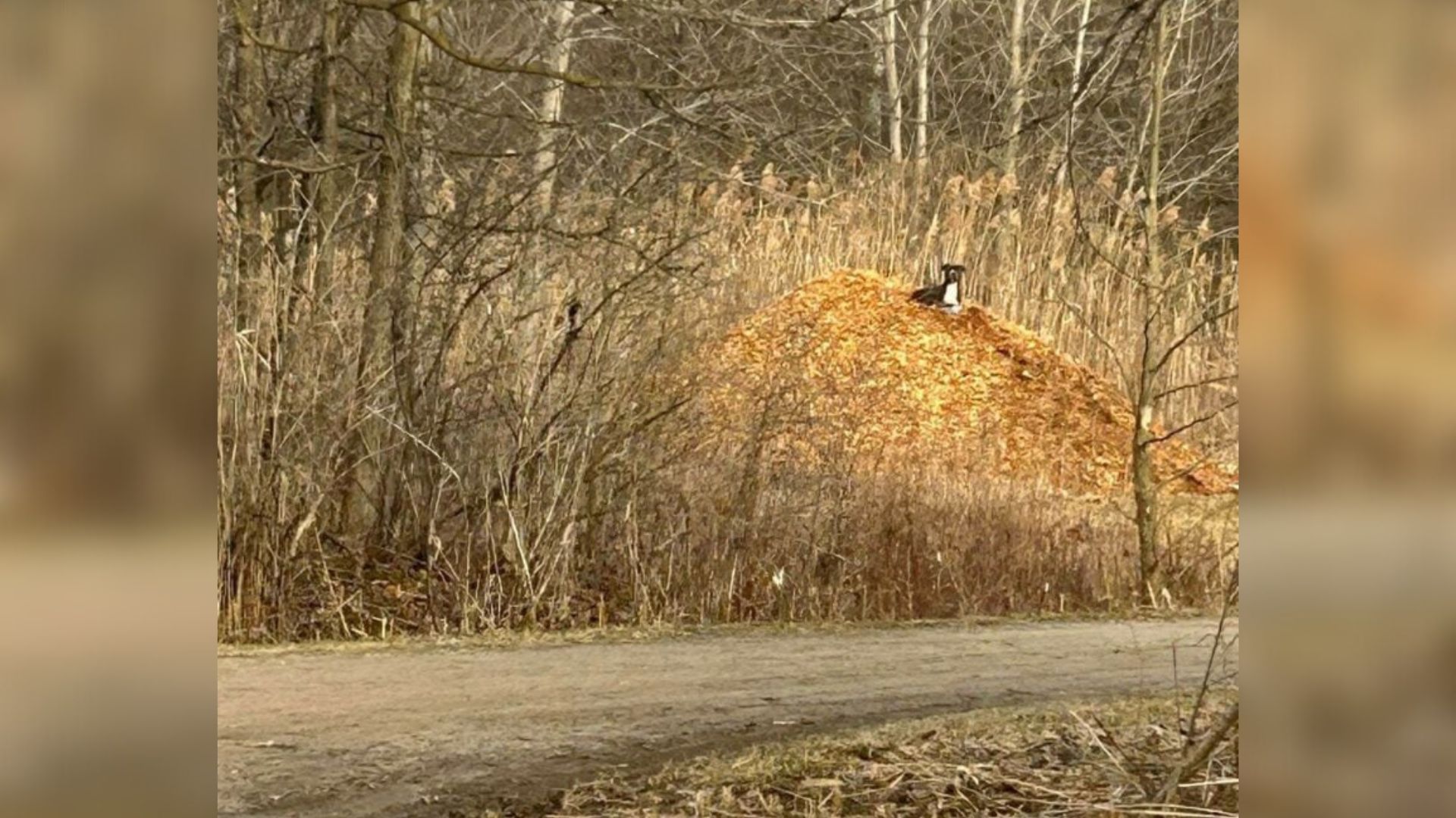 dog sitting in forest