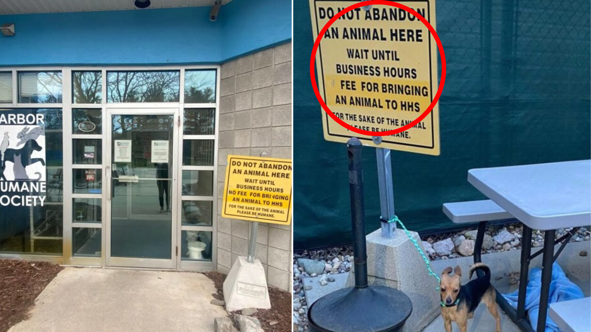 dog tied to sign