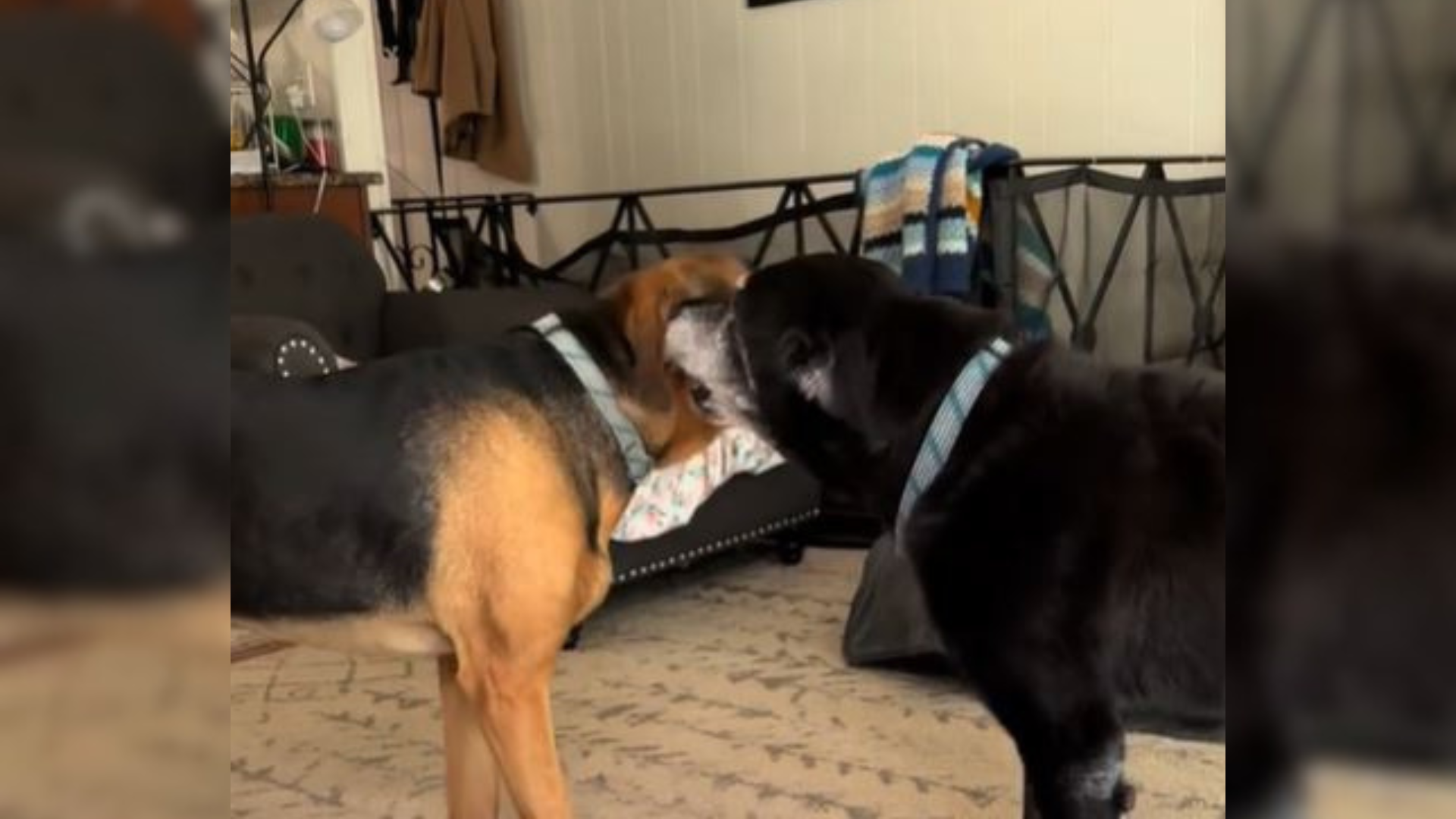 two dogs snuggling