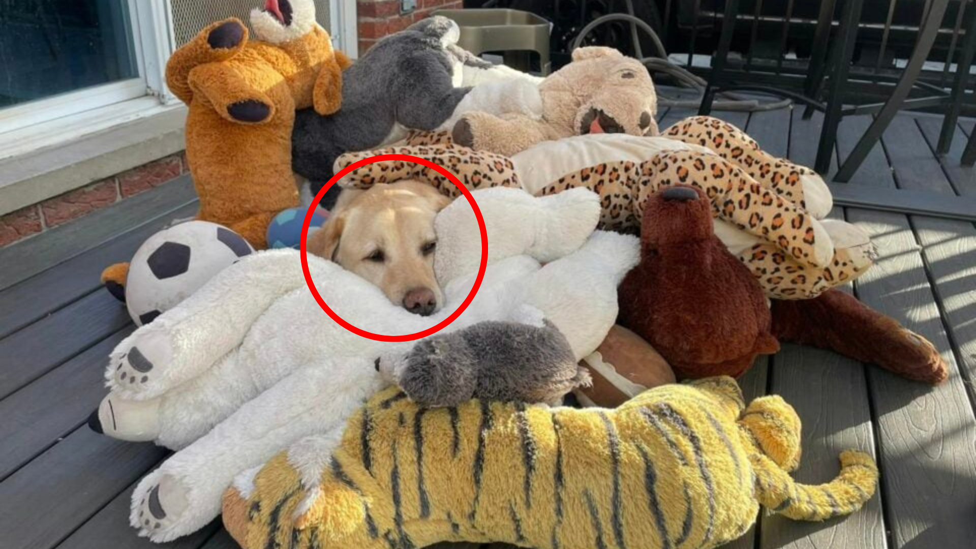 dog among plush toys
