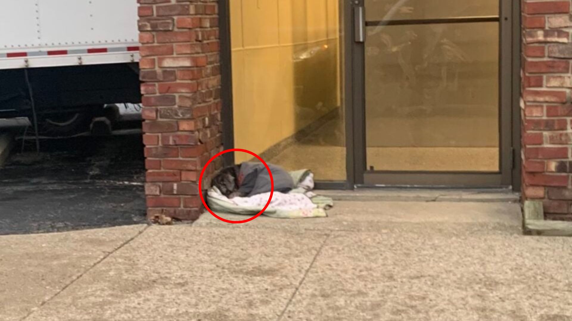 dog in front of building
