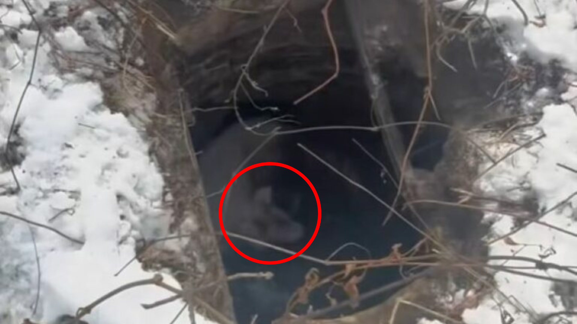 dog in a hole