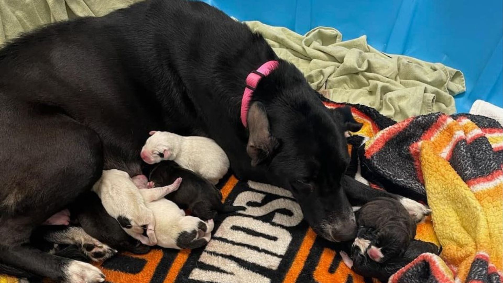 mother and puppies