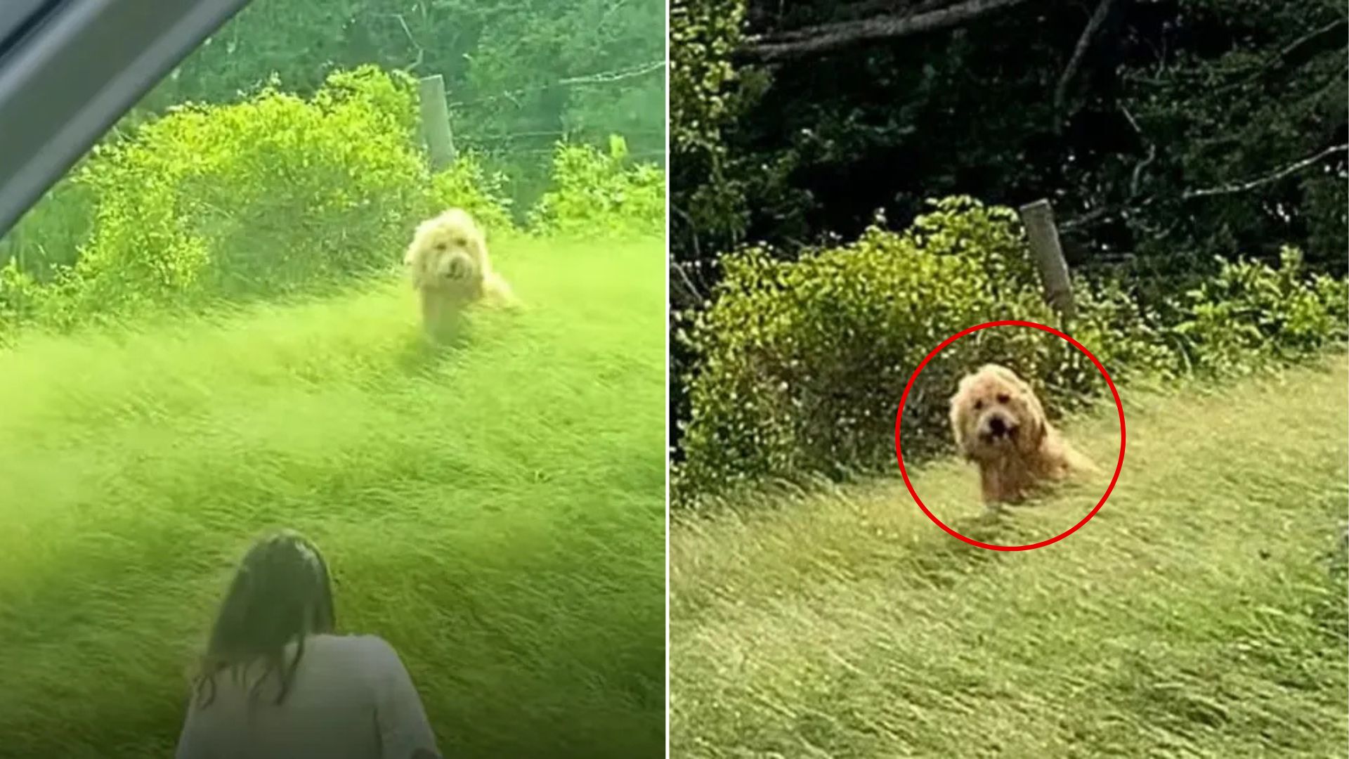 dog in tall grass
