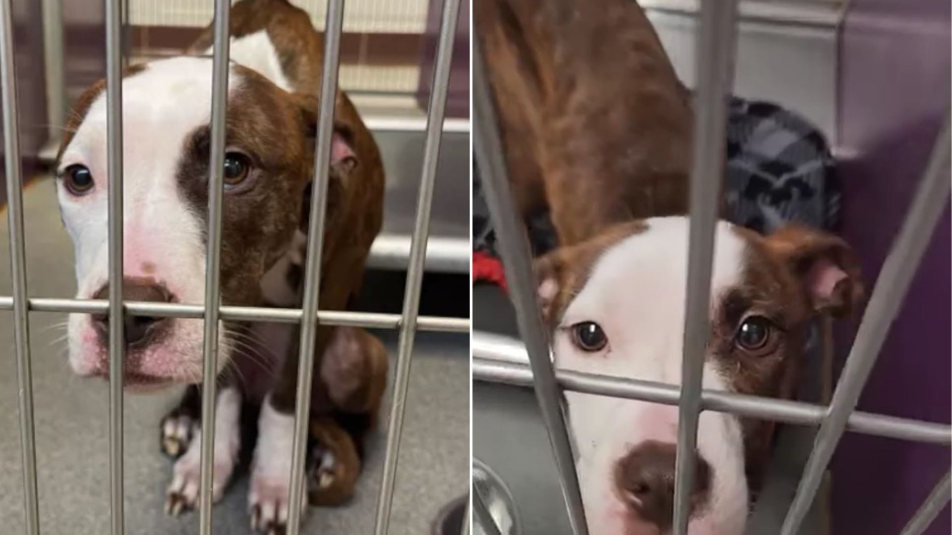 dog in shelter