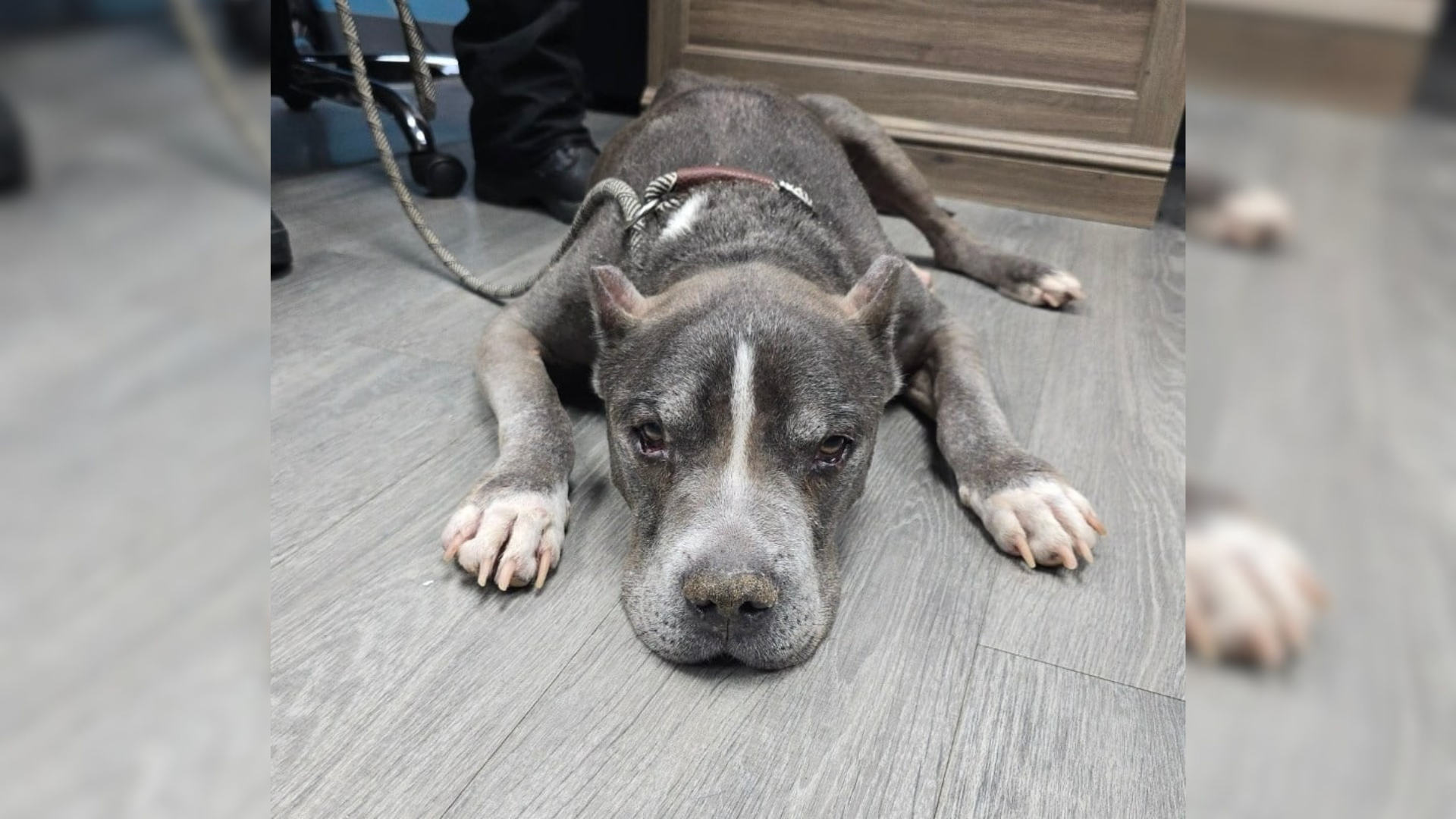 sad dog lying on floor