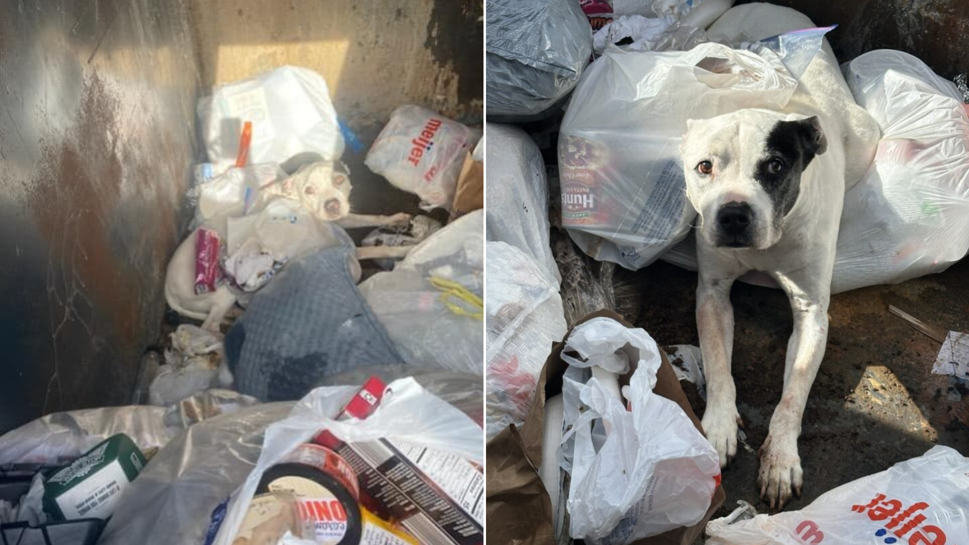 dog abandoned in trash