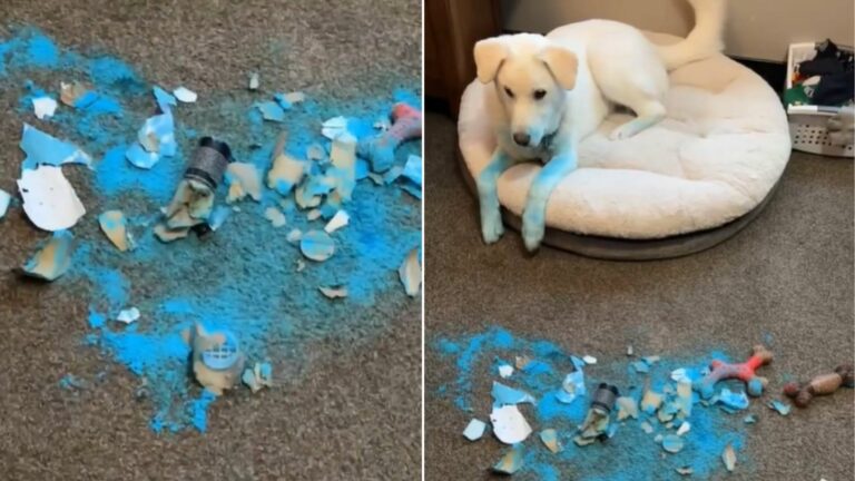 dog and blue paint