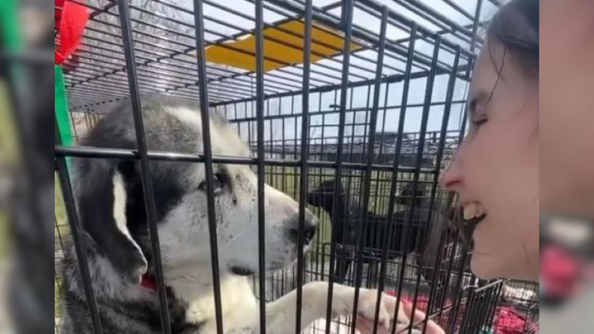 woman petting dog in cage