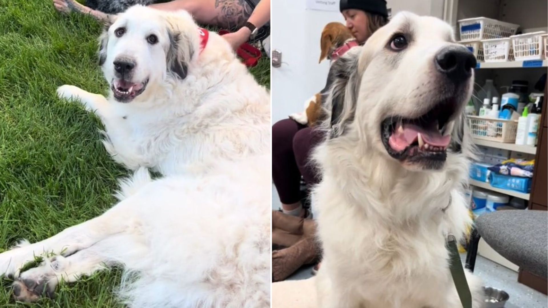 senior white dog