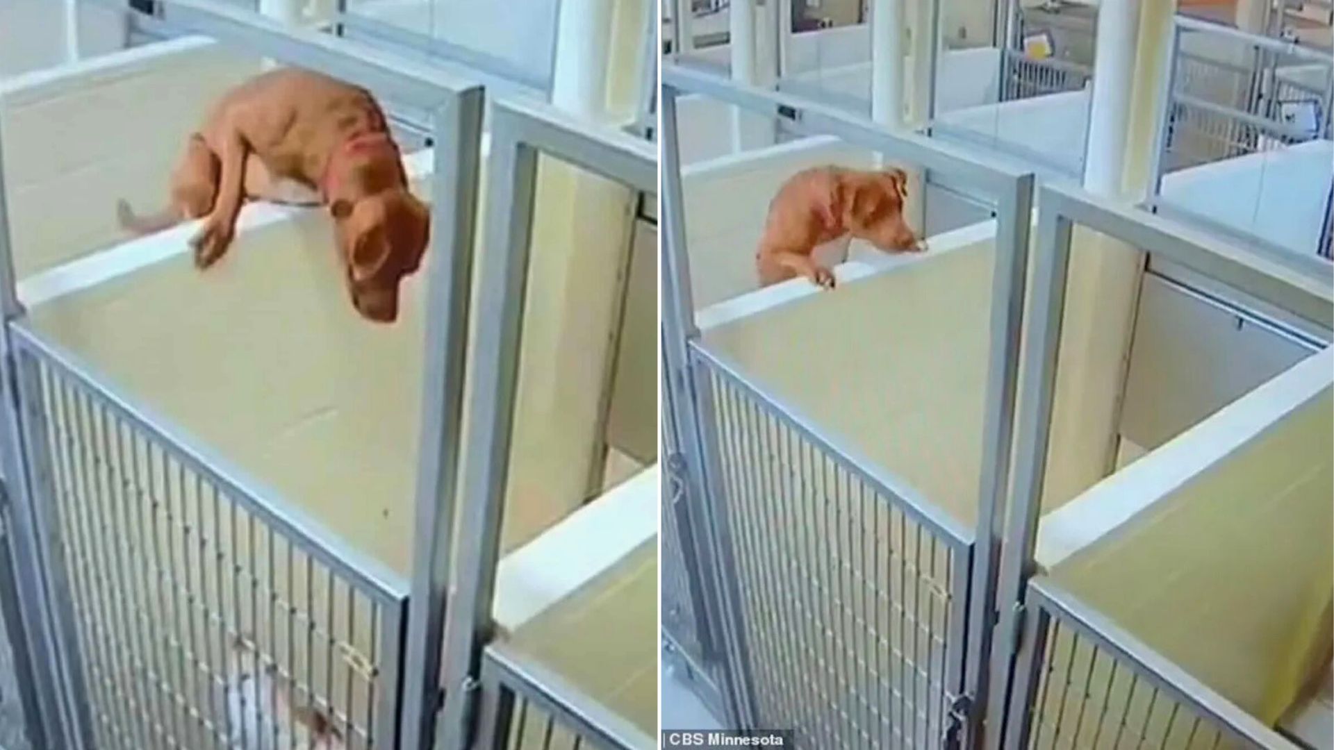 dog in shelter escaping