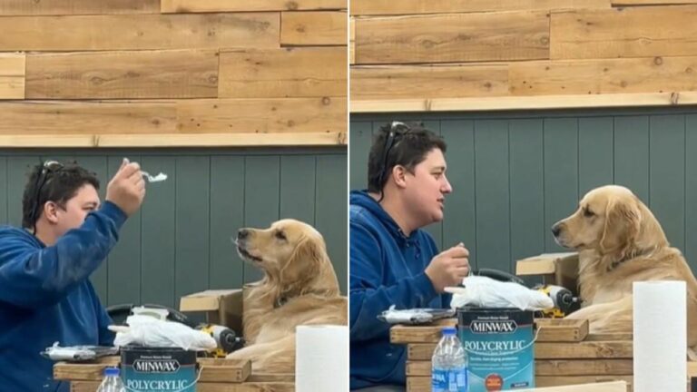 man feeding a dog