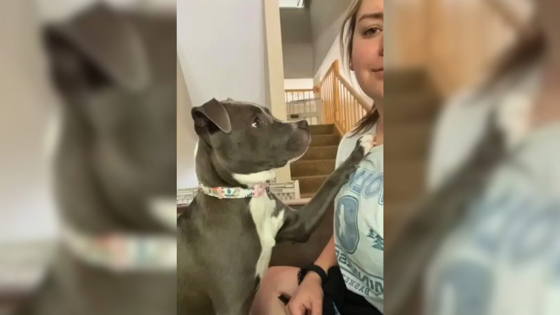 dog touching woman