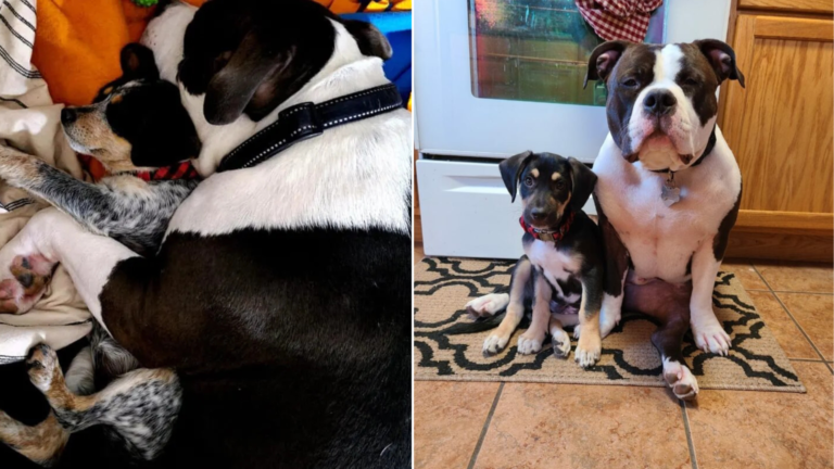 two friendly dogs